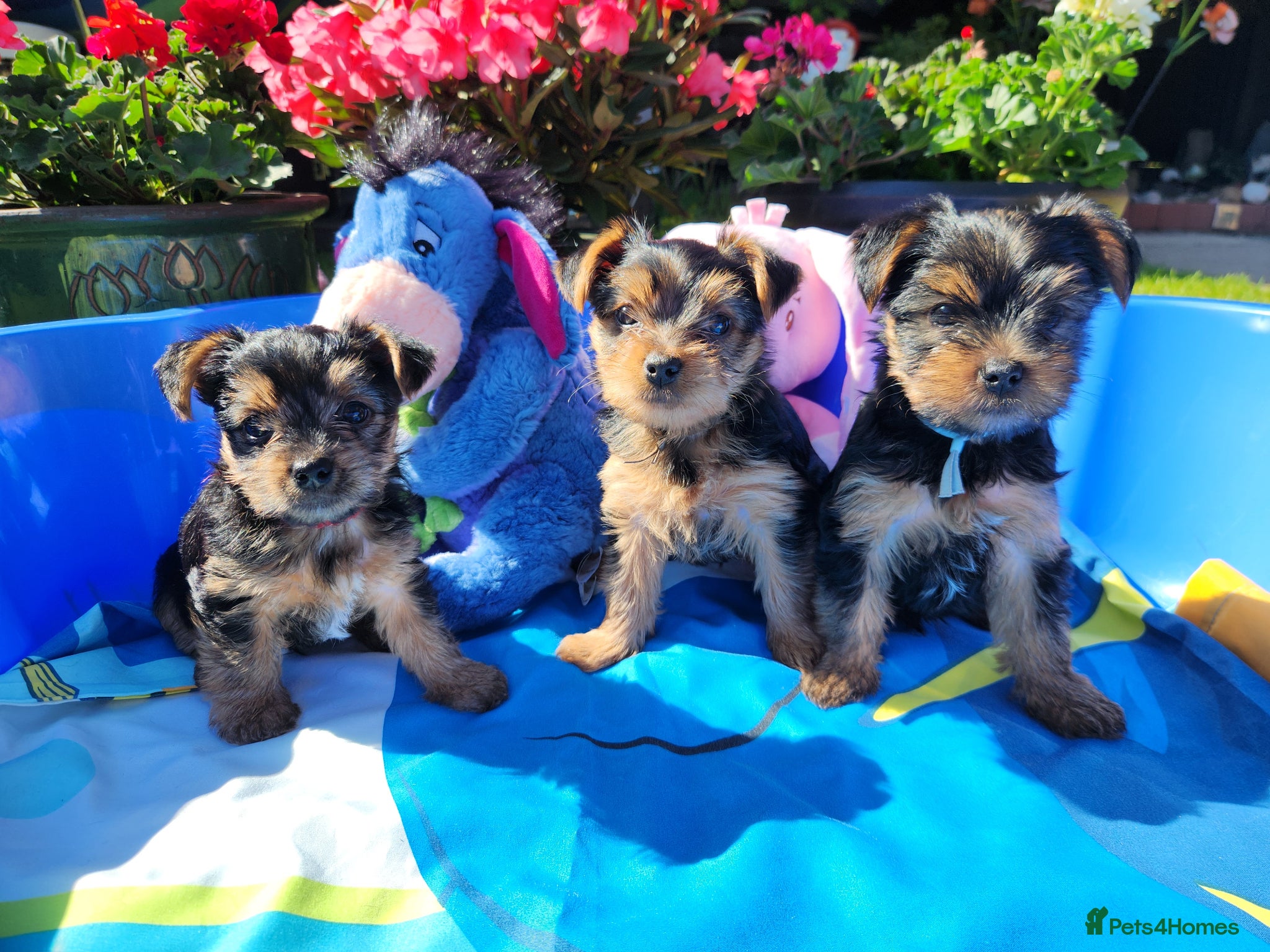 Yorkshire Terrier dogs 3 beautiful yorkie males - Advert 1