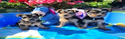 Yorkshire Terrier dogs for sale: 3 beautiful yorkie males - Advert 1