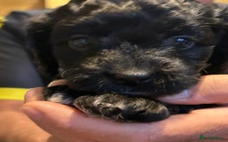 Cockapoo dogs for sale: F2 Cockapoo Puppies - Image 24