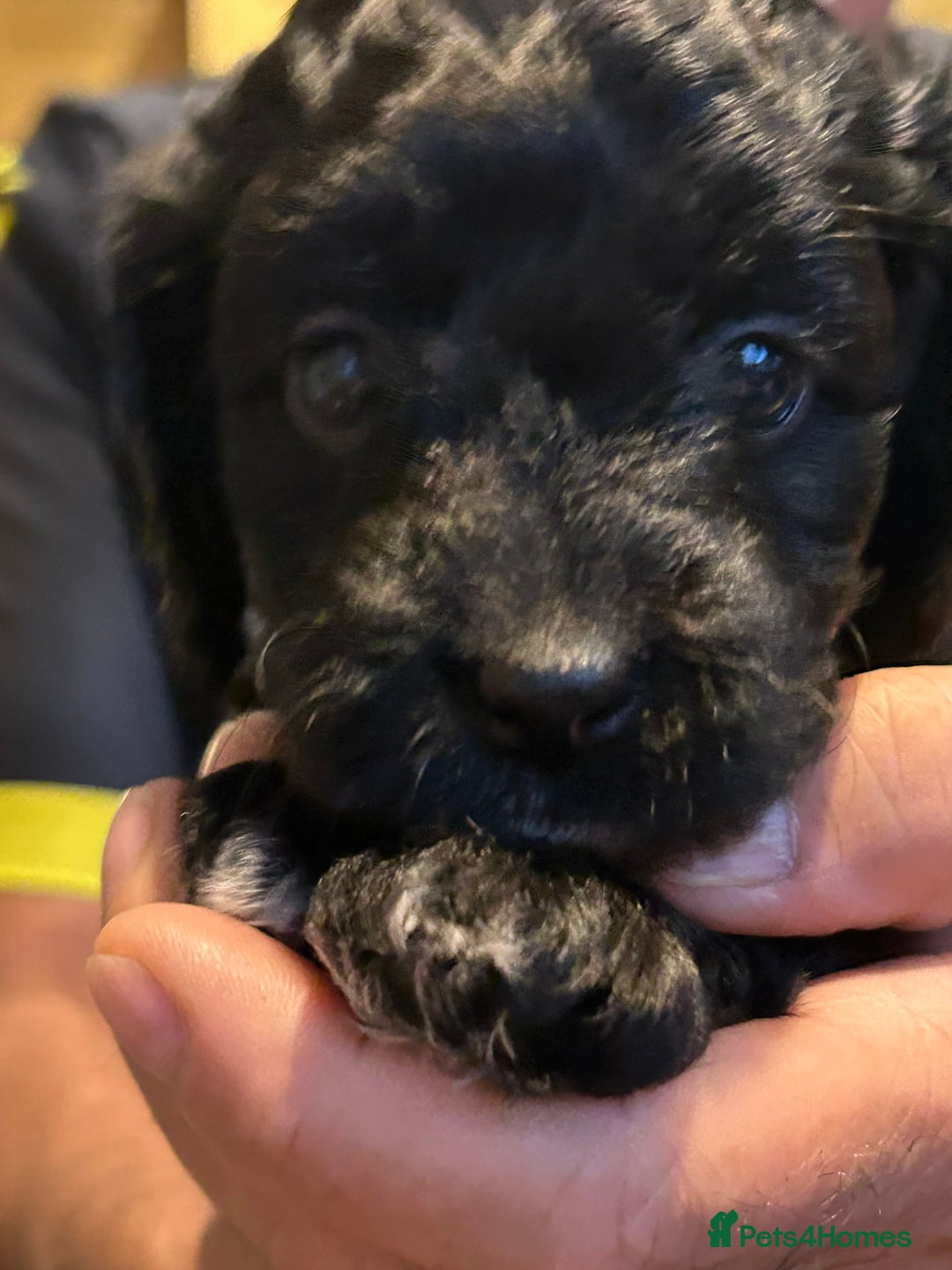 Cockapoo dogs for sale: F2 Cockapoo Puppies - Image 24