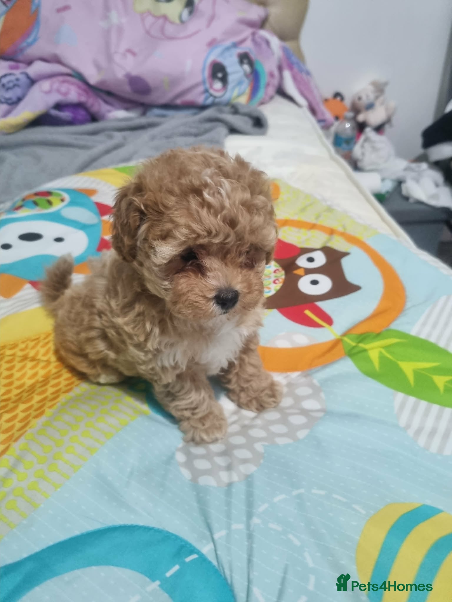 Maltipoo dogs Maltipoo - Advert 17