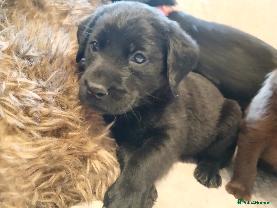 Labrador Retriever dogs for sale: Black and chocolate labrador puppies - Image 7