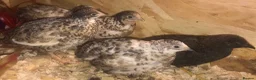 Quail poultry for sale: QUAILS/CHINESE PAINTED BUTTONS ! - Advert 21