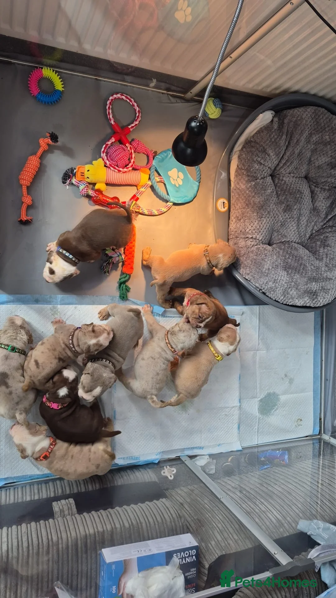 Mixed Breed dogs for sale: Stunning Old Thyme English Bulldogs ready to leave in Billericay - Advert 40