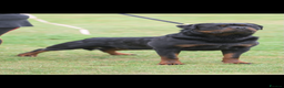 Rottweiler dogs for sale: The Warren litter! - Advert 3