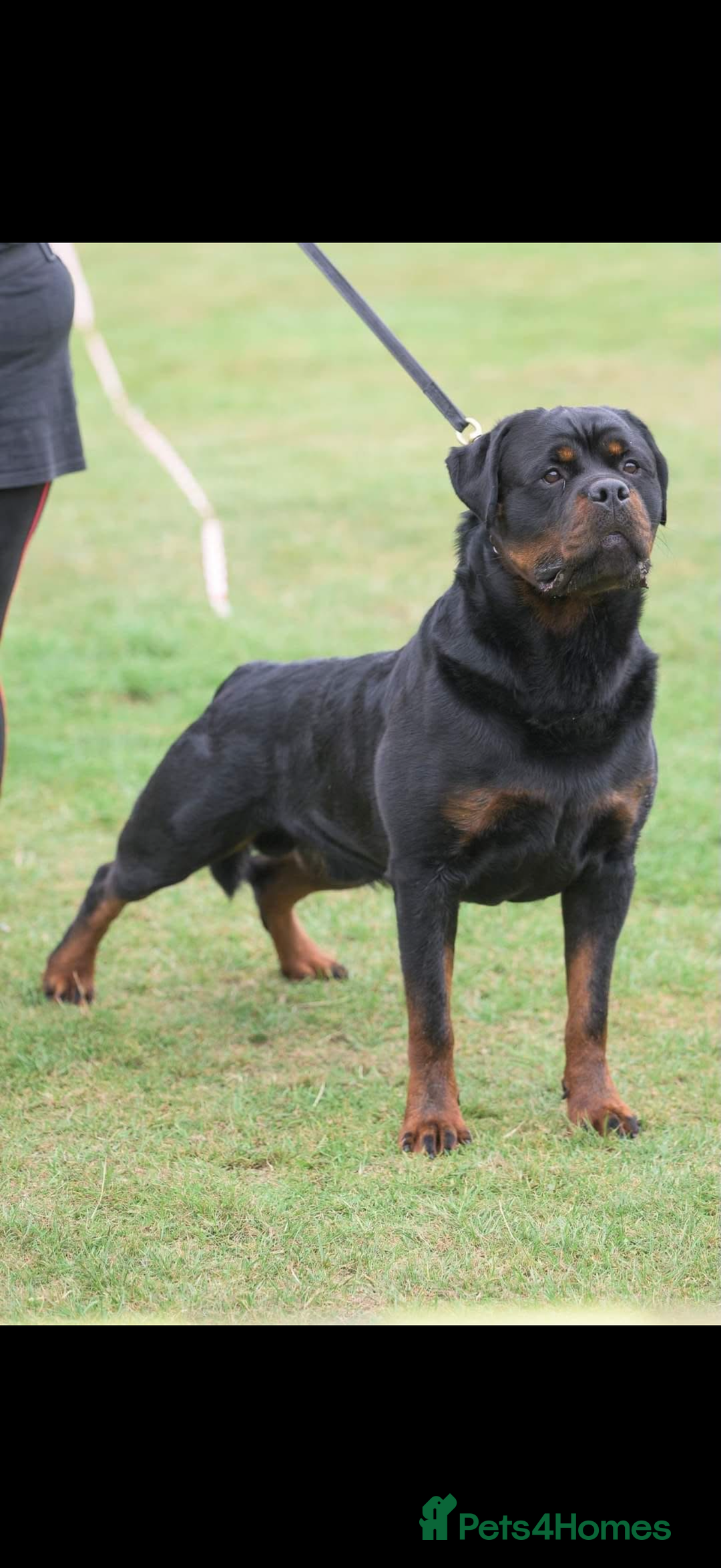 Rottweiler dogs for sale: The Warren litter! - Advert 3