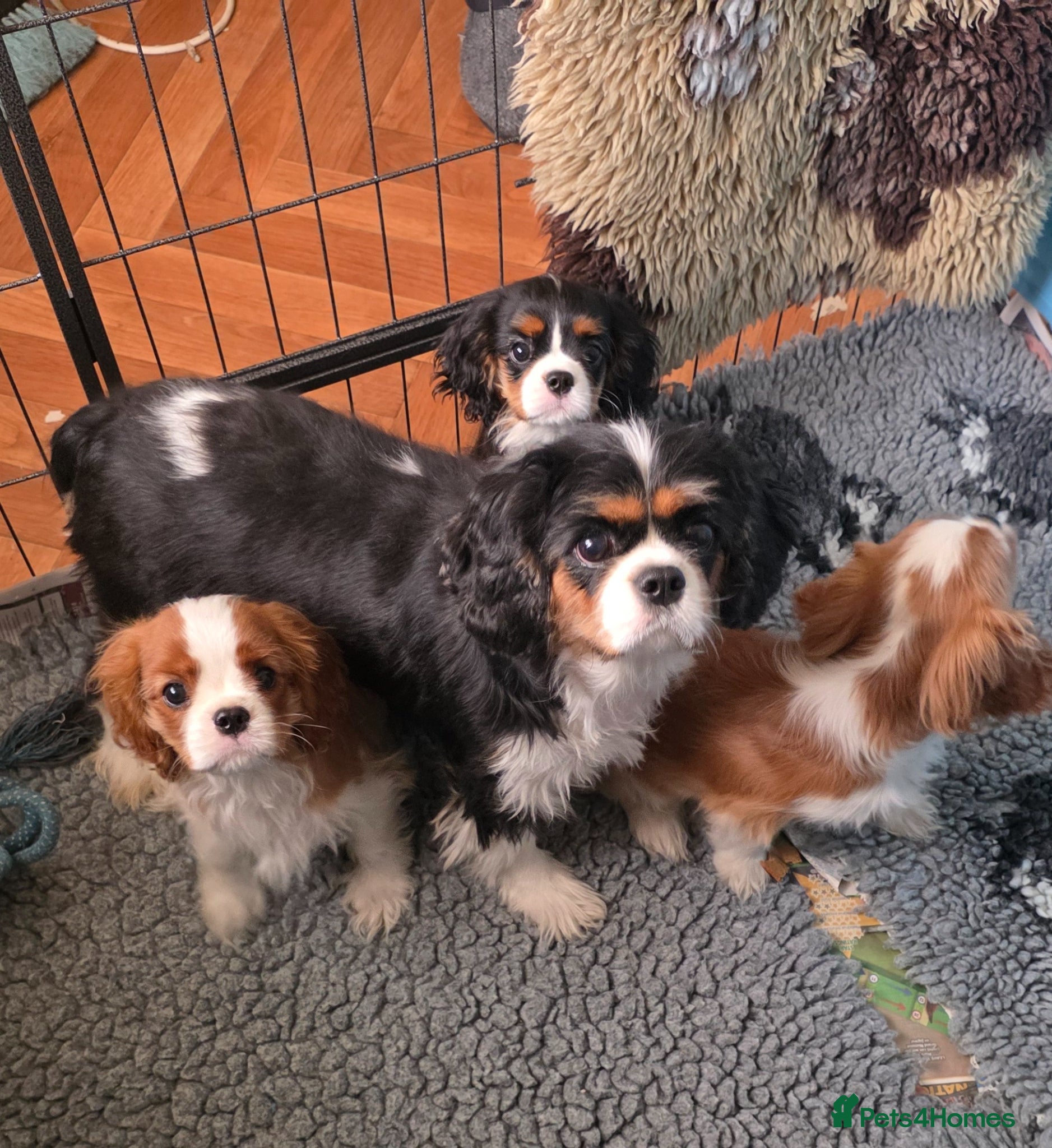 Cavalier King Charles Spaniel dogs Only 3 puppies left ,1 tri and 1x blenheim girls - Advert 4