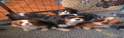 Cavalier King Charles Spaniel dogs for sale: Only 3 puppies left ,1 tri and 1x blenheim girls - Advert 1