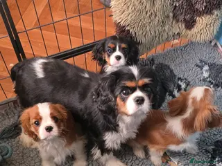Cavalier King Charles Spaniel dogs 3 puppies ,1 tri girl and blenheim girl and boy - Advert 1