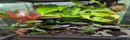 Frog reptiles for sale: Breeding pair Ranitomeya Imitator intermedius  - Advert 2