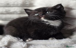British Shorthair cats for sale: Gorgeous British Short-hair cross Kittens  - Image 28