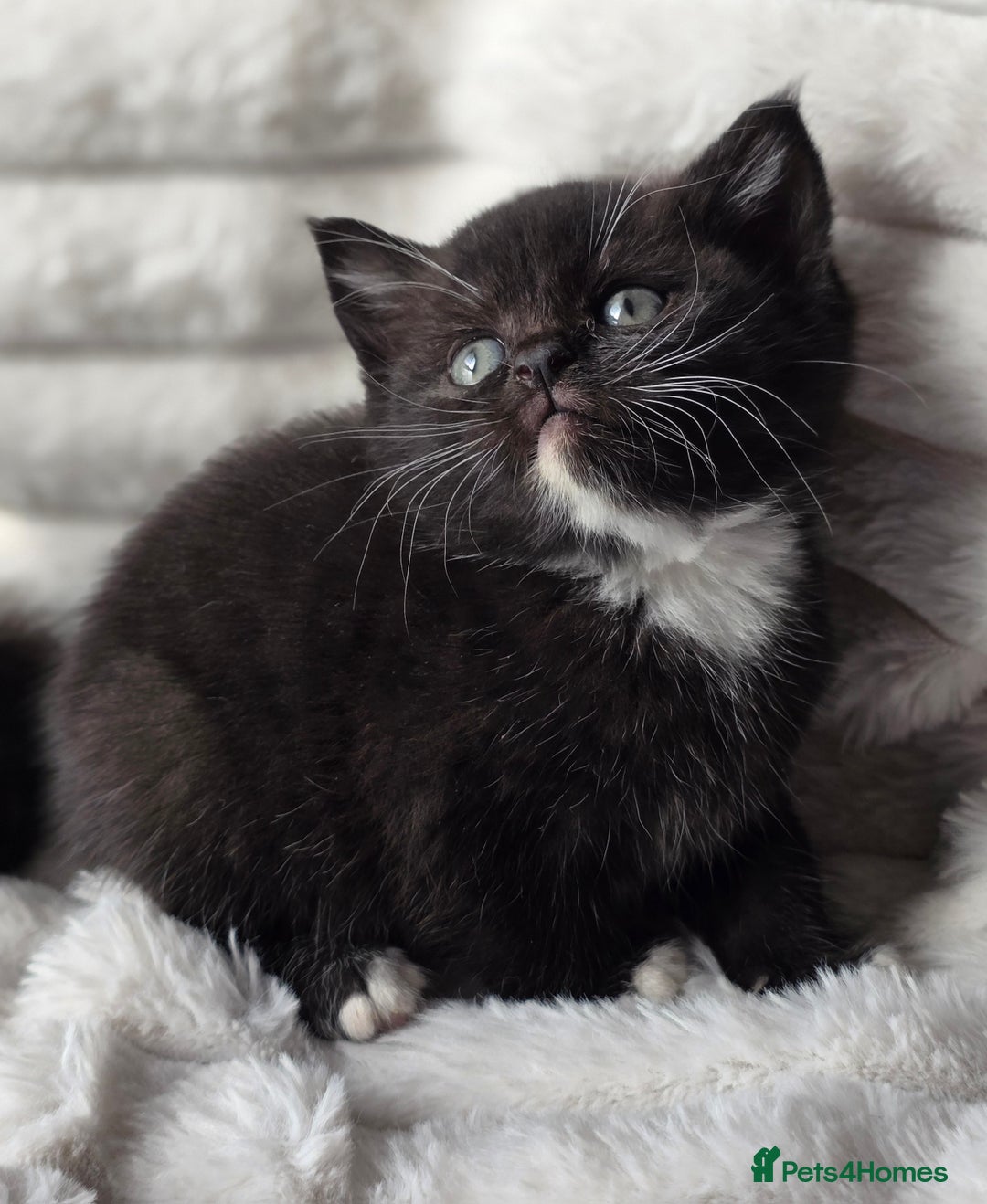 British Shorthair cats for sale: Gorgeous British Short-hair cross Kittens  - Image 28