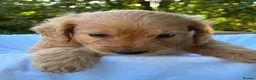 Cockapoo dogs for sale: F1 Cockapoos A Cocker Spaniel x Toy Poodle Mix - Advert 11
