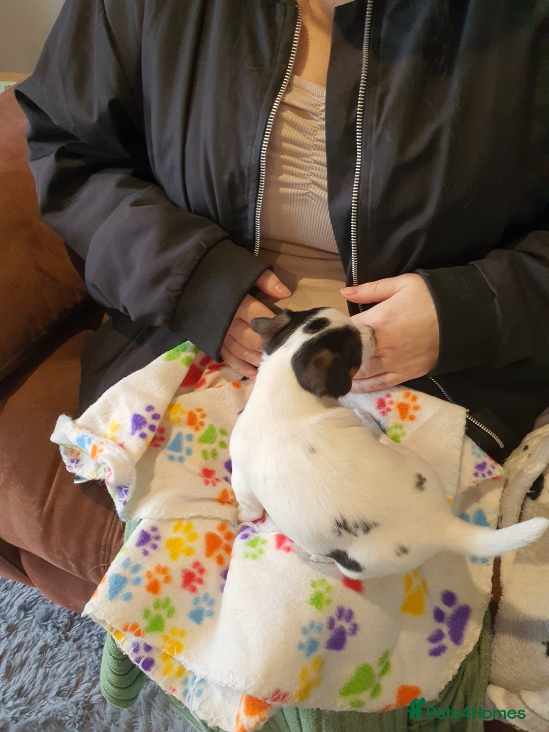 Jack Russell dogs for sale: Stunning Jack Russell Puppies  - Image 18