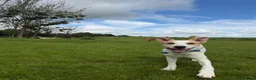 Mixed Breed dogs for adoption: Milo Is a 9 month old pointer cross in Cheltenham - Advert 1