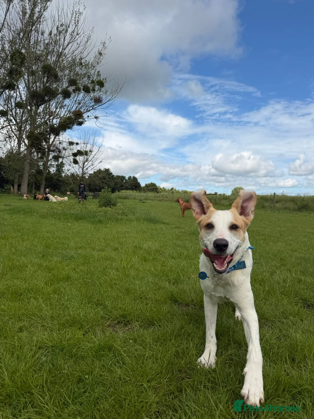 Mixed Breed dogs for adoption: Milo Is a 9 month old pointer cross in Cheltenham - Advert 1