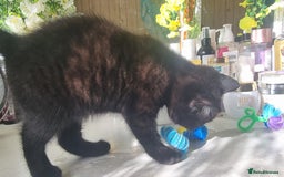 Mixed Breed cats for sale: Phoenix, Cloudy and Rose  - Image 10