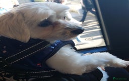 Maltese dogs for stud: Maltese Stud Available – Edinburgh 🐶 - Image 3