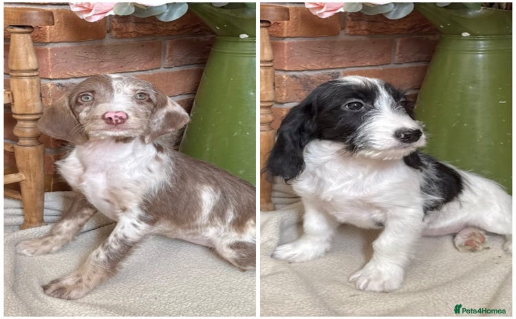 Mixed Breed dogs in Rhayader - Advert 6