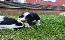 Sprocker dogs for sale: READY NOW !! 3 sprocker spaniels left  👀🏡✨️ in Wakefield - Image 25