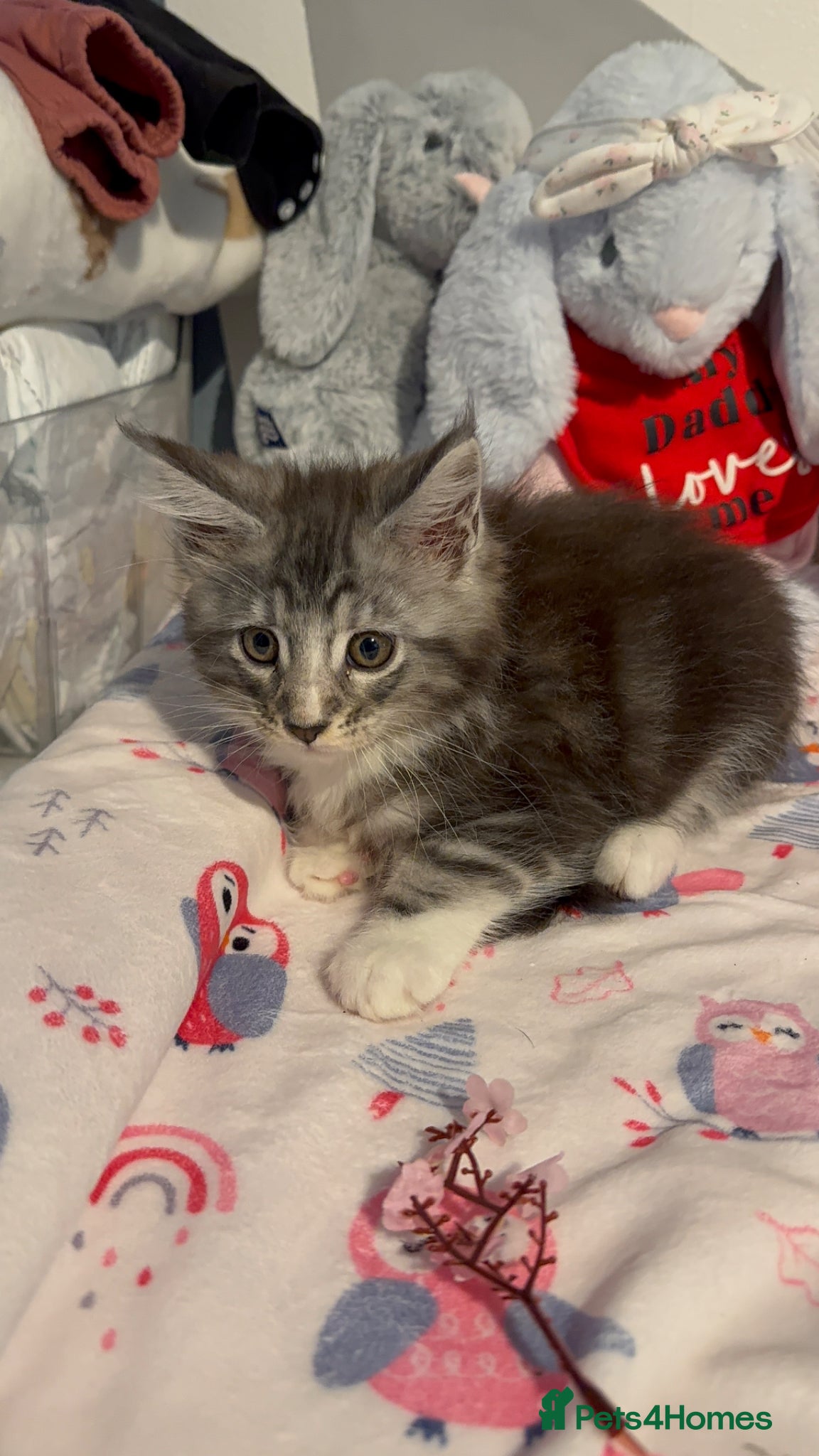 Maine Coon cats for sale: 4 full Maine Coon for sale  - Advert 13