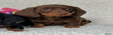 Dachshund Puppy 1