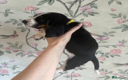 Basset Hound dogs for sale: Bassett hound puppies  - Advert 25