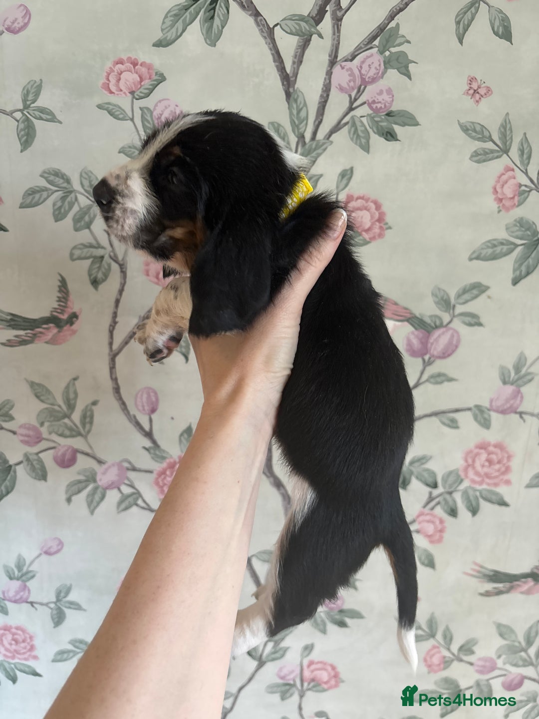 Basset Hound dogs for sale: Bassett hound puppies  - Advert 25