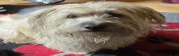 Mixed Breed dogs for sale: Possible puppies available-LOVING HOMES ONLY in Basildon - Advert 8