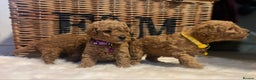Cavapoo dogs for sale: Double curly coat cavapoo pups - Advert 21