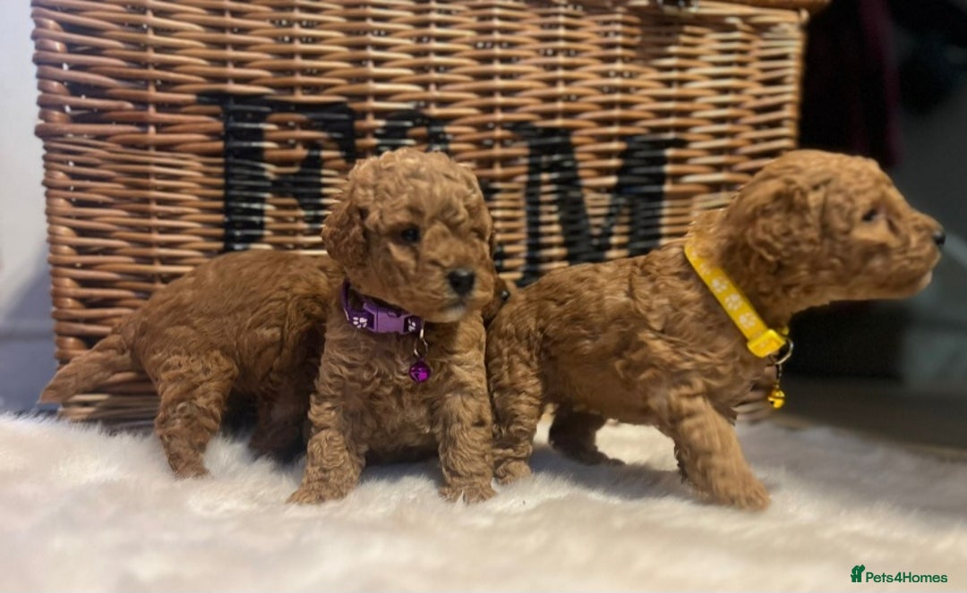 Cavapoo dogs for sale: Double curly coat cavapoo pups - Advert 21