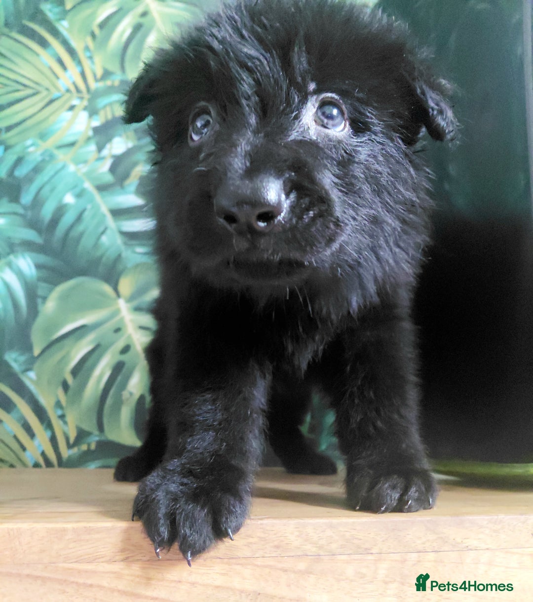 German Shepherd dogs for sale: German shepherd puppies - Advert 4