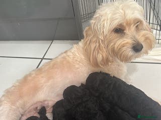 Cockapoo dogs One boy cockapoo - Advert 5