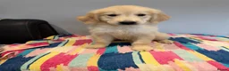 Golden Retriever dogs for sale: Beautiful golden retriever pups ready now  - Advert 6