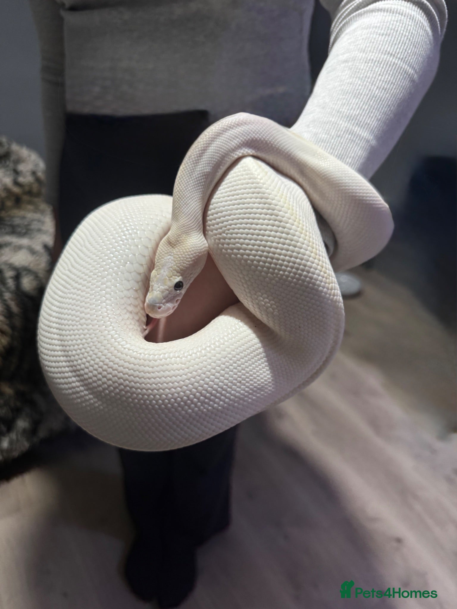 Python Snake reptiles Black Eyed Lucy Ball Python  - Advert 1