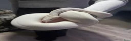 Python Snake reptiles for sale: Black Eyed Lucy Ball Python  - Advert 1