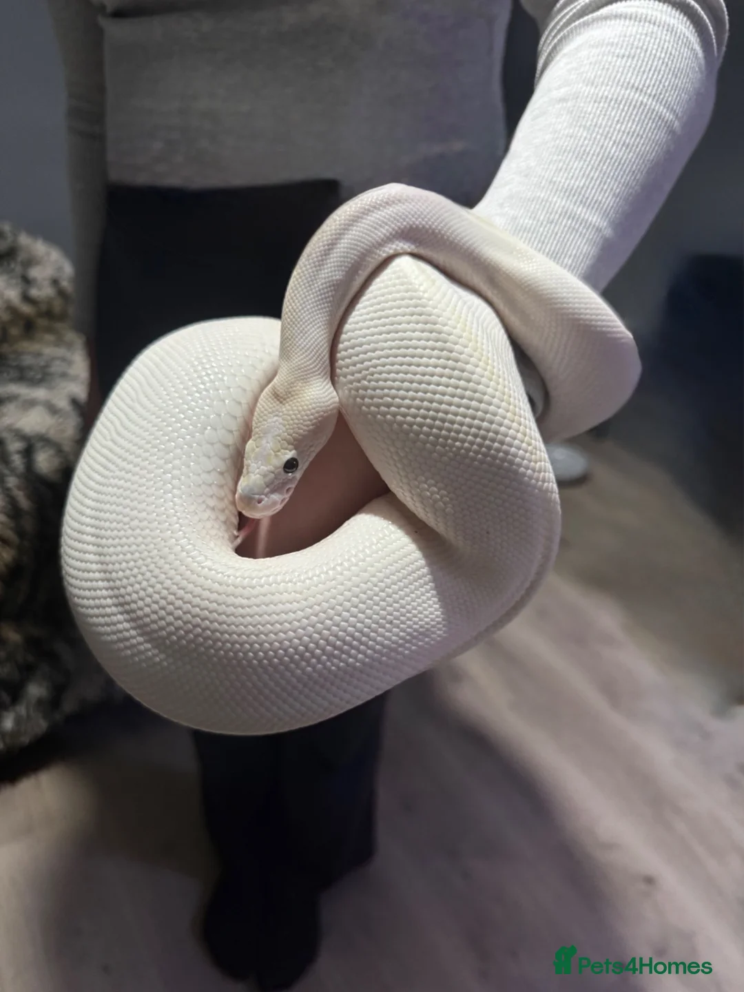 Python Snake reptiles for sale: Black Eyed Lucy Ball Python  - Advert 1