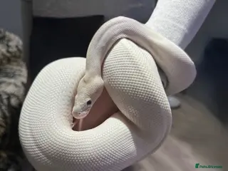 Python Snake reptiles for sale: Black Eyed Lucy Ball Python - Advert 2