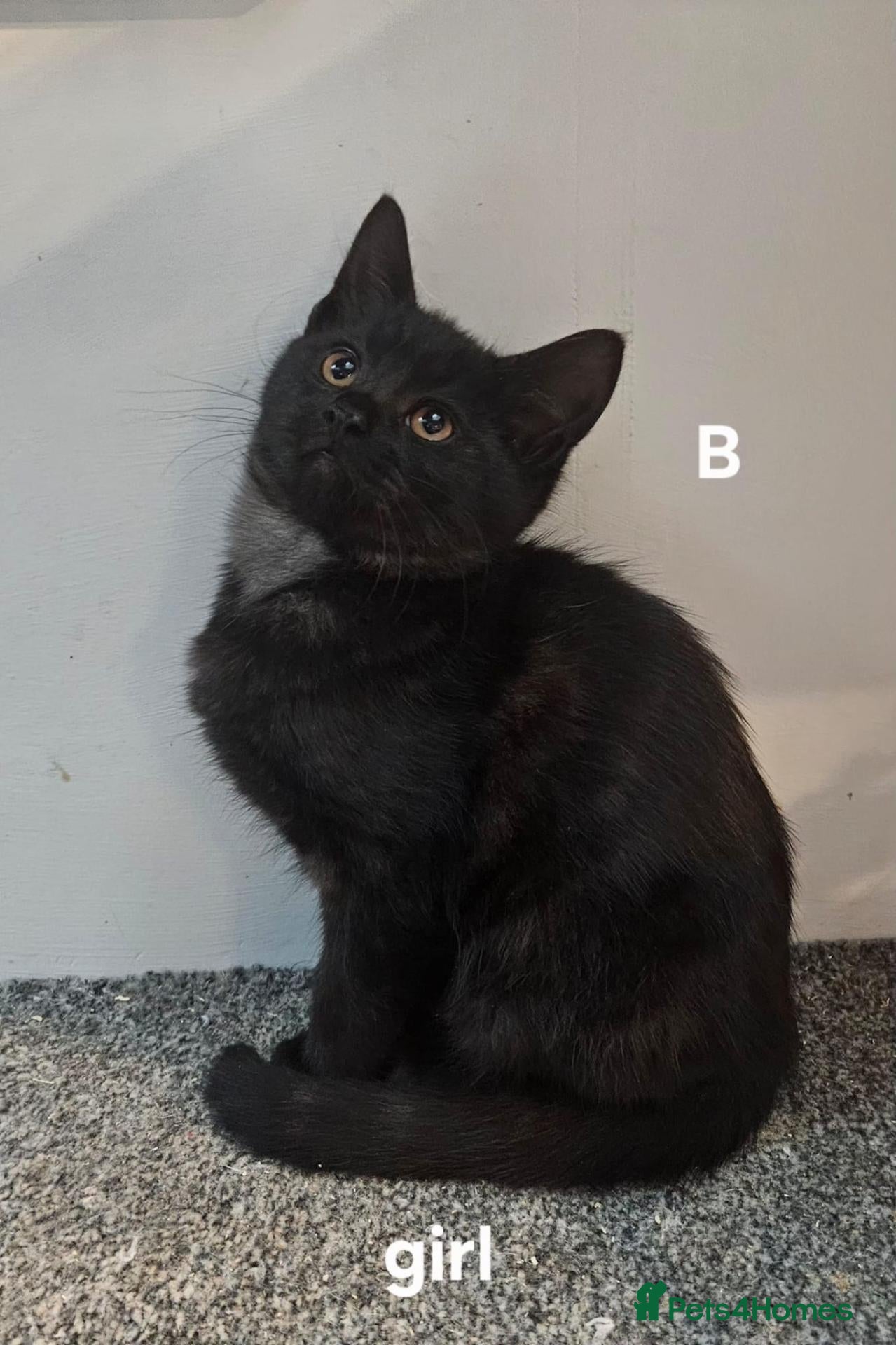 Maine Coon cats for sale: Maine coon cross kittens  - Advert 1