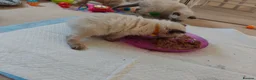 Ragdoll cats for sale: Ragdoll kittens - Advert 14