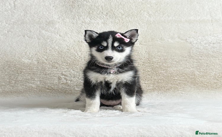 Pomsky dogs perfect husky markings micro Pomsky puppies  - Advert 1
