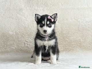 Pomsky dogs perfect husky markings micro Pomsky puppies - Advert 3