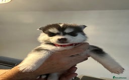 Pomsky dogs for sale: F4 beautiful puppy pomskie blue eyes - Image 30