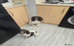 English Springer Spaniel dogs for sale: Female springer for sale  - Image 5