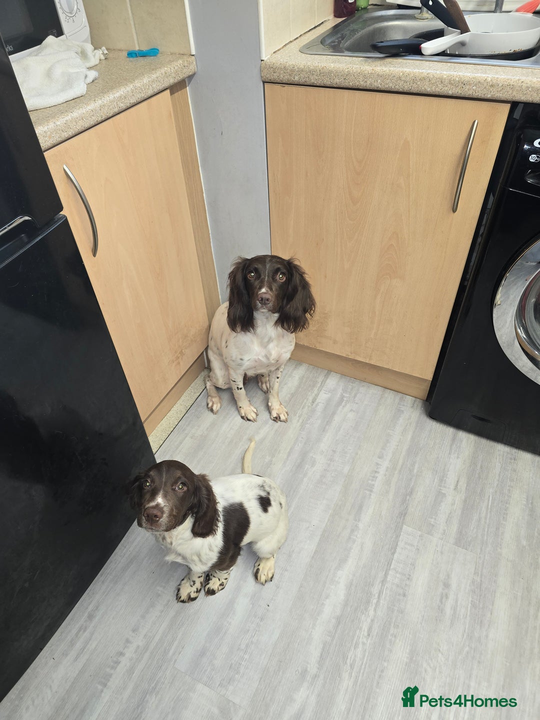 English Springer Spaniel dogs for sale: Female springer for sale  - Image 5