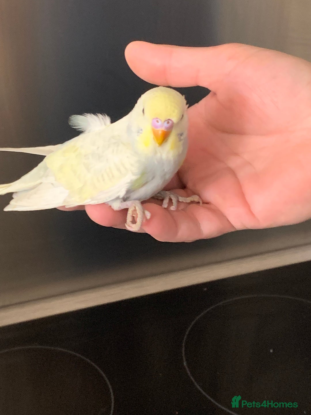 Budgerigars birds for sale: Hand reared hand tame baby budgies - Advert 10