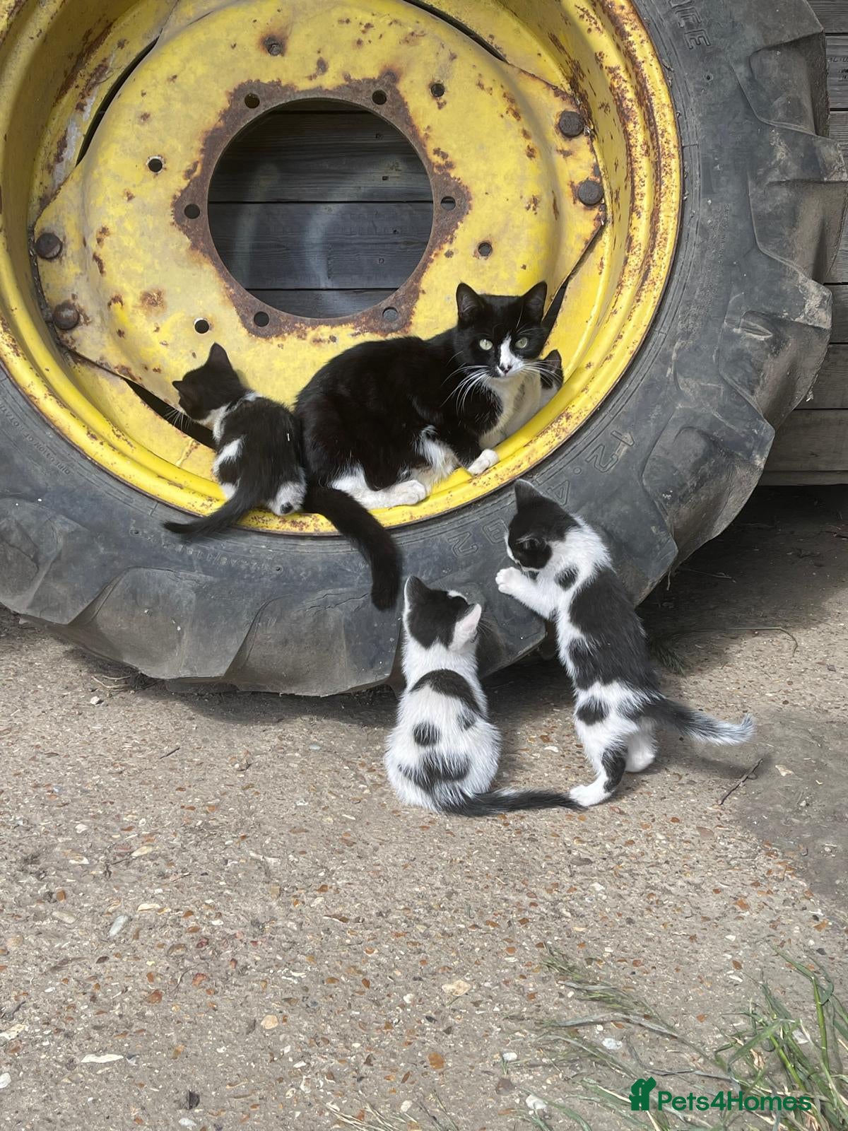 Domestic Shorthair cats Dynamic Duo Looking for an Outdoor Adventure! - Advert 2