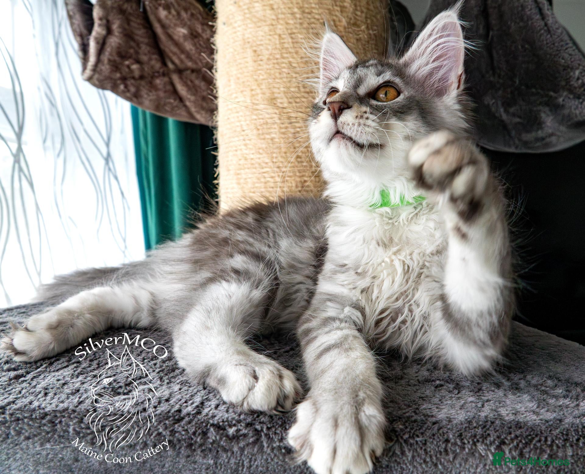 Maine Coon cats ONLY ONE Stunning Maine Coon Kitten is left. - Advert 2