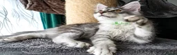 Maine Coon cats for sale: 💚Ready💚 TICA-registered XL Maine Coon Kitten   - Advert 3