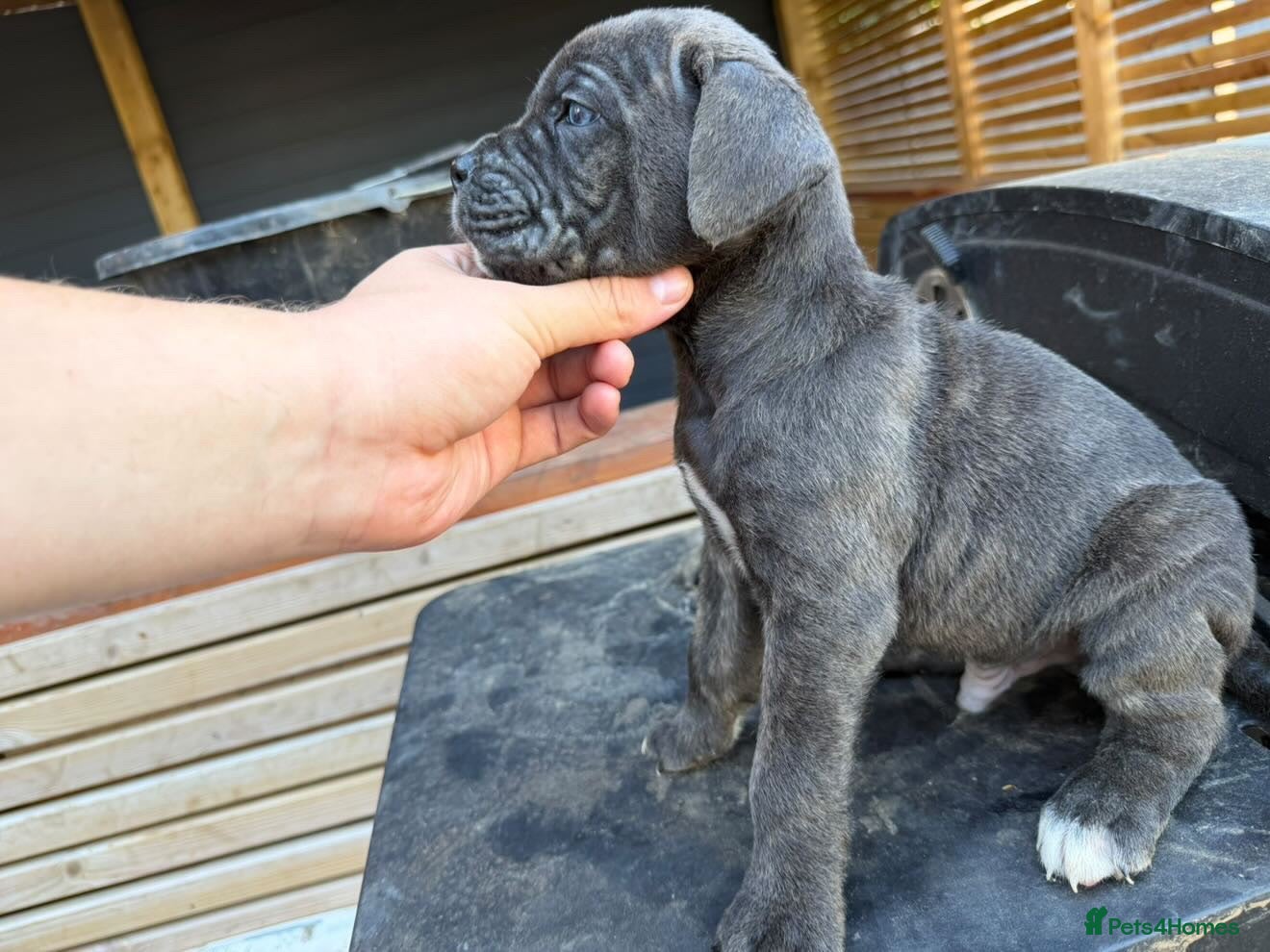 Cane Corso dogs Stunning cane corso 🐶 - Advert 1